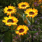 🌻50 % RABATT! ☀️ Wasserdichte Sonnenblumen-Solarleuchten – Realistische Blütenblätter, Schutzart IP65 und automatische Einschaltung nach 8 bis 12 Stunden ☀️🌻