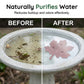 🍁Purificateur en Feuille d’Érable pour Bain d’Oiseaux – Universel, Assainissant & Sain